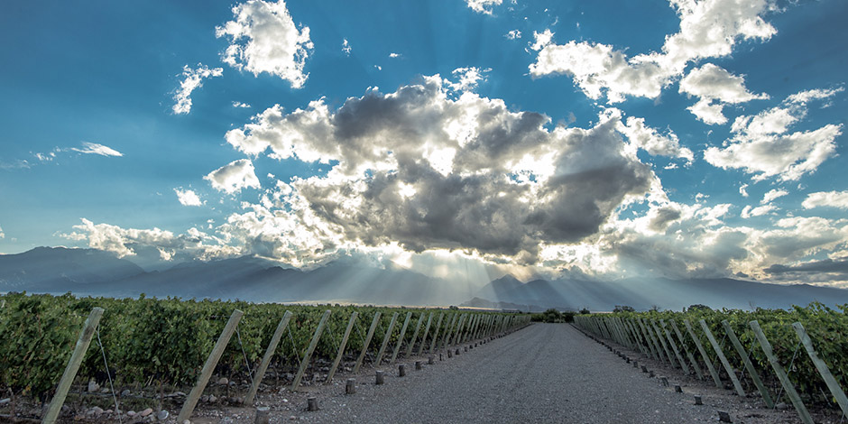 Lush vineyards, big open spaces